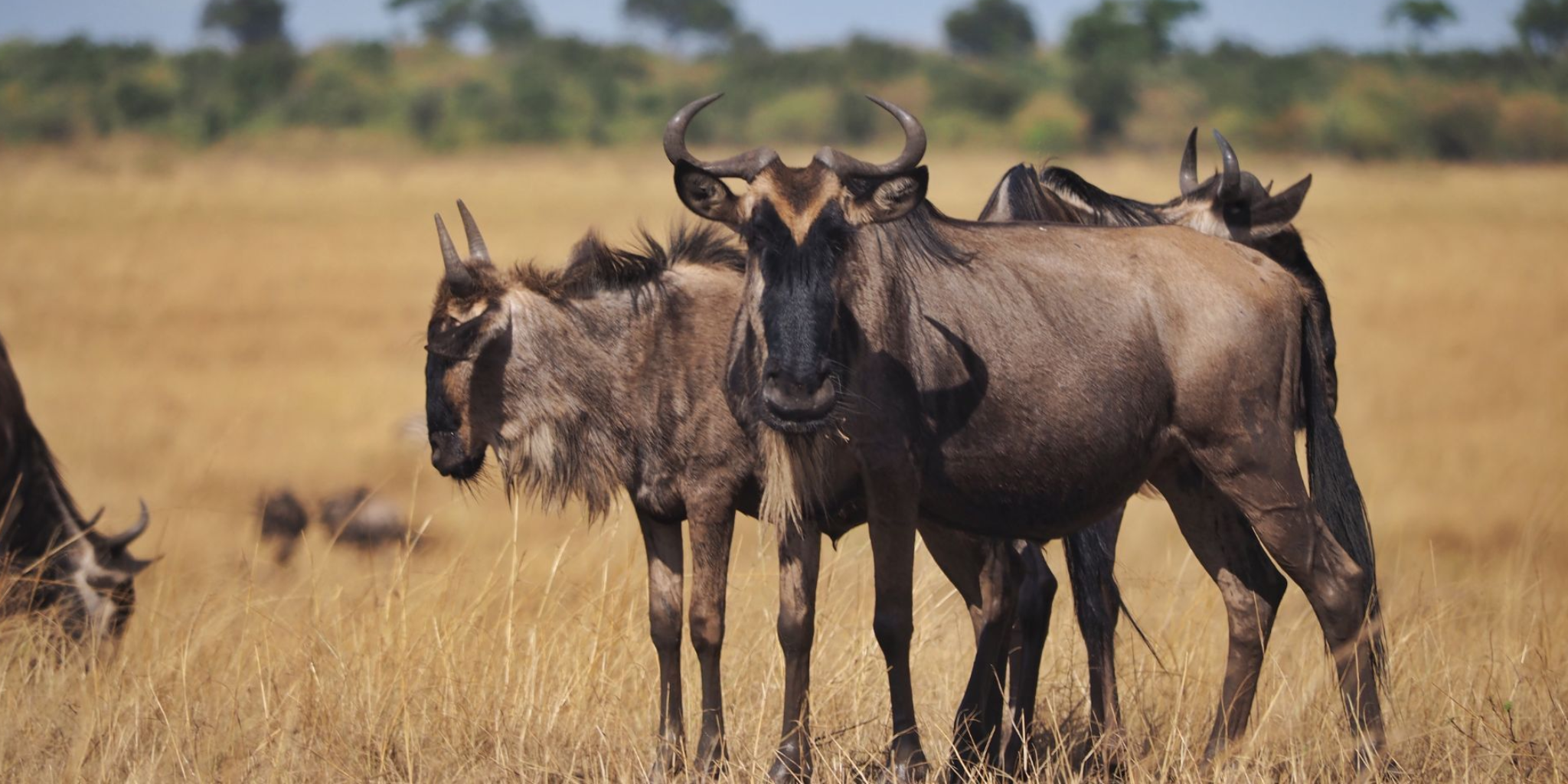 One-Day Maasai Mara Safari