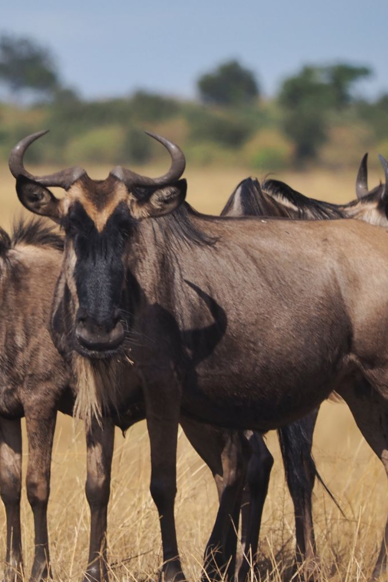 One-Day Maasai Mara Safari Kenya