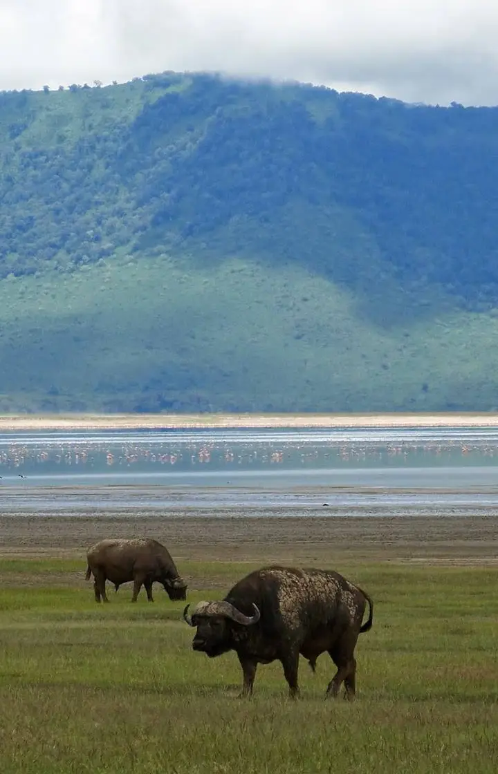 Ngorongoro Crater Day Trip Tour