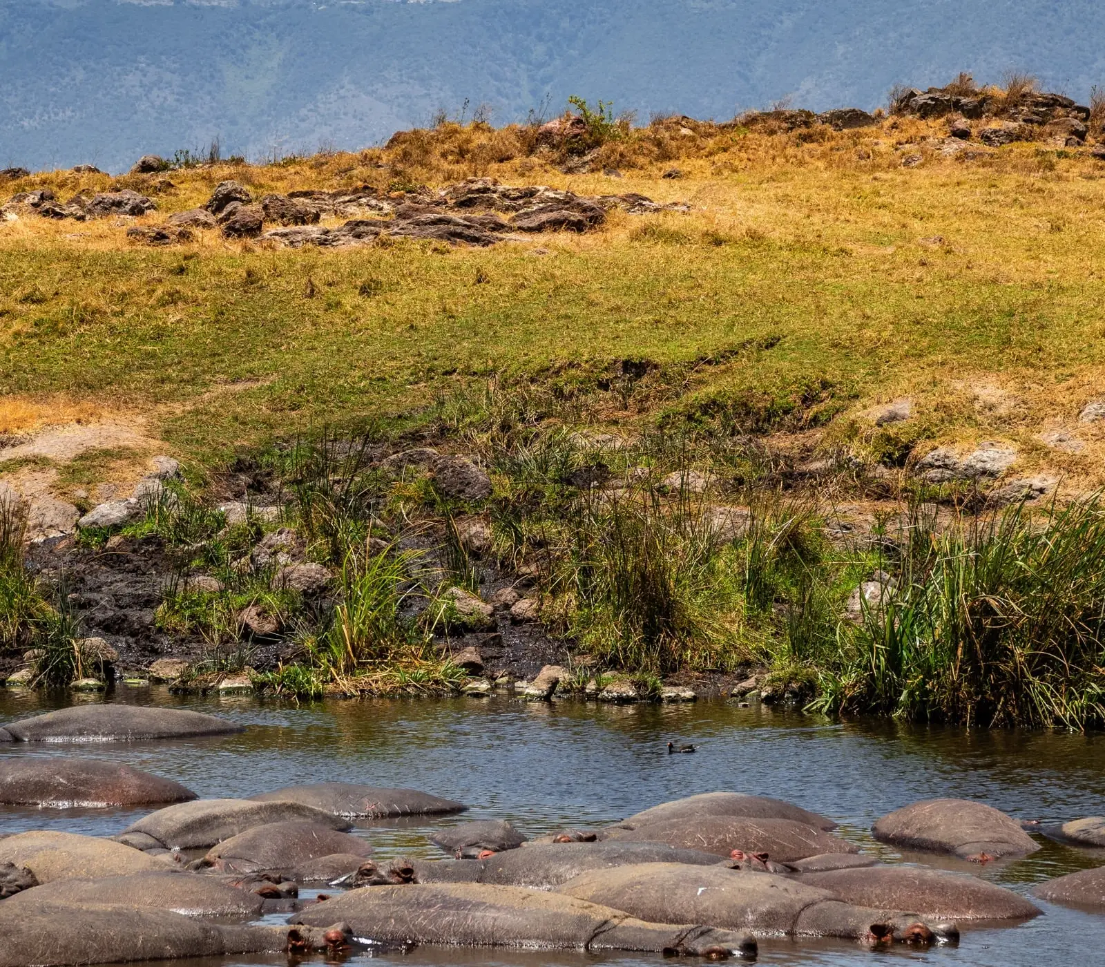 Ngorongoro Crater Day Trip Tour Attractions