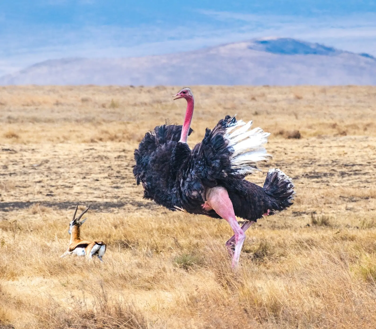 Ngorongoro Crater Day Trip Tour Attractions