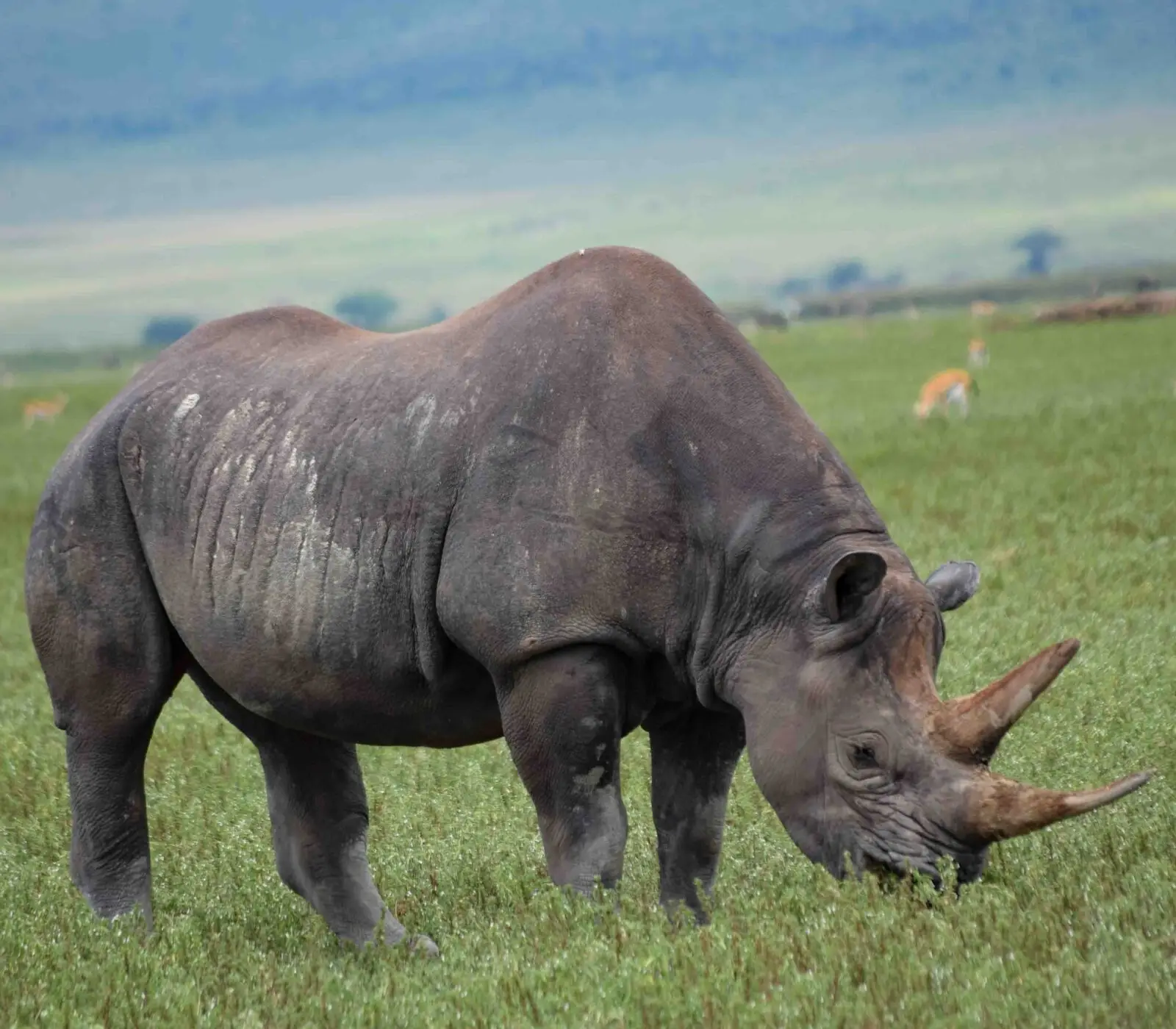 Ngorongoro Crater Day Trip Tour Attractions