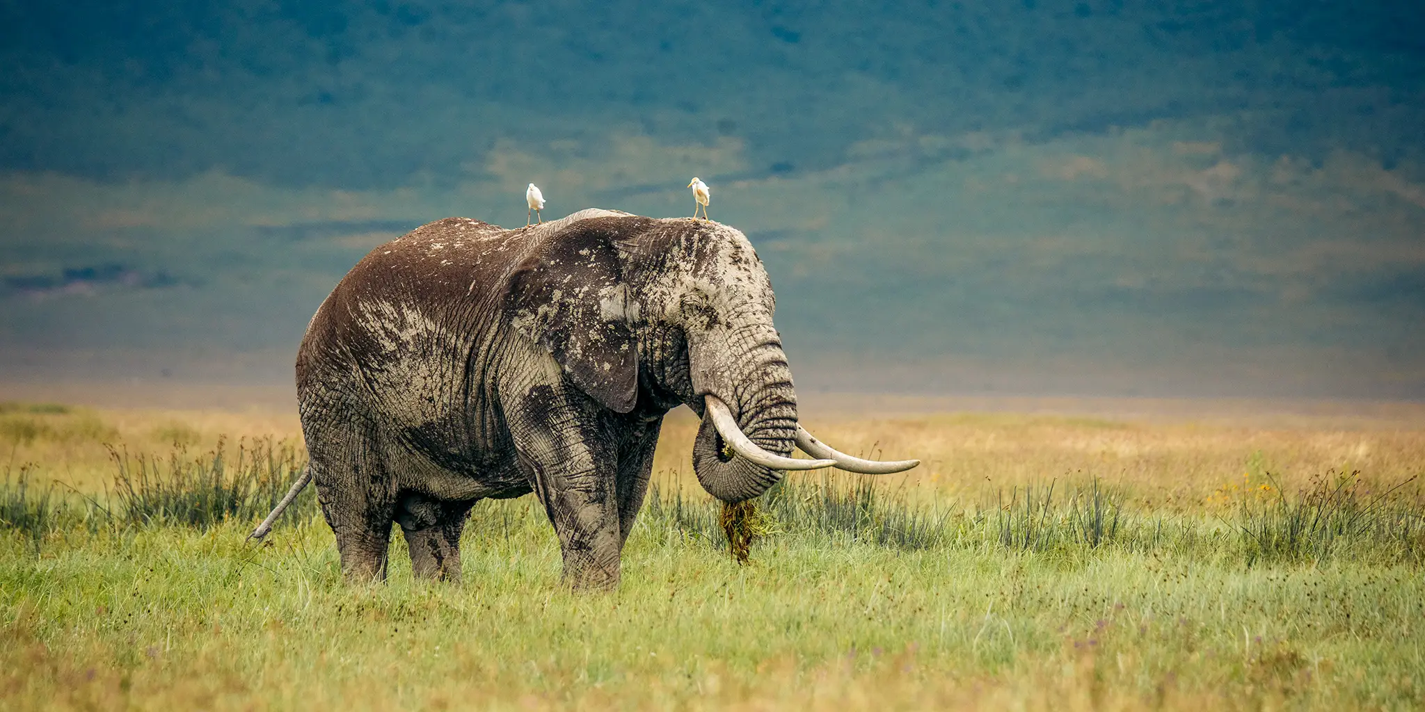 Ngorongoro Crater Day Trip Tour