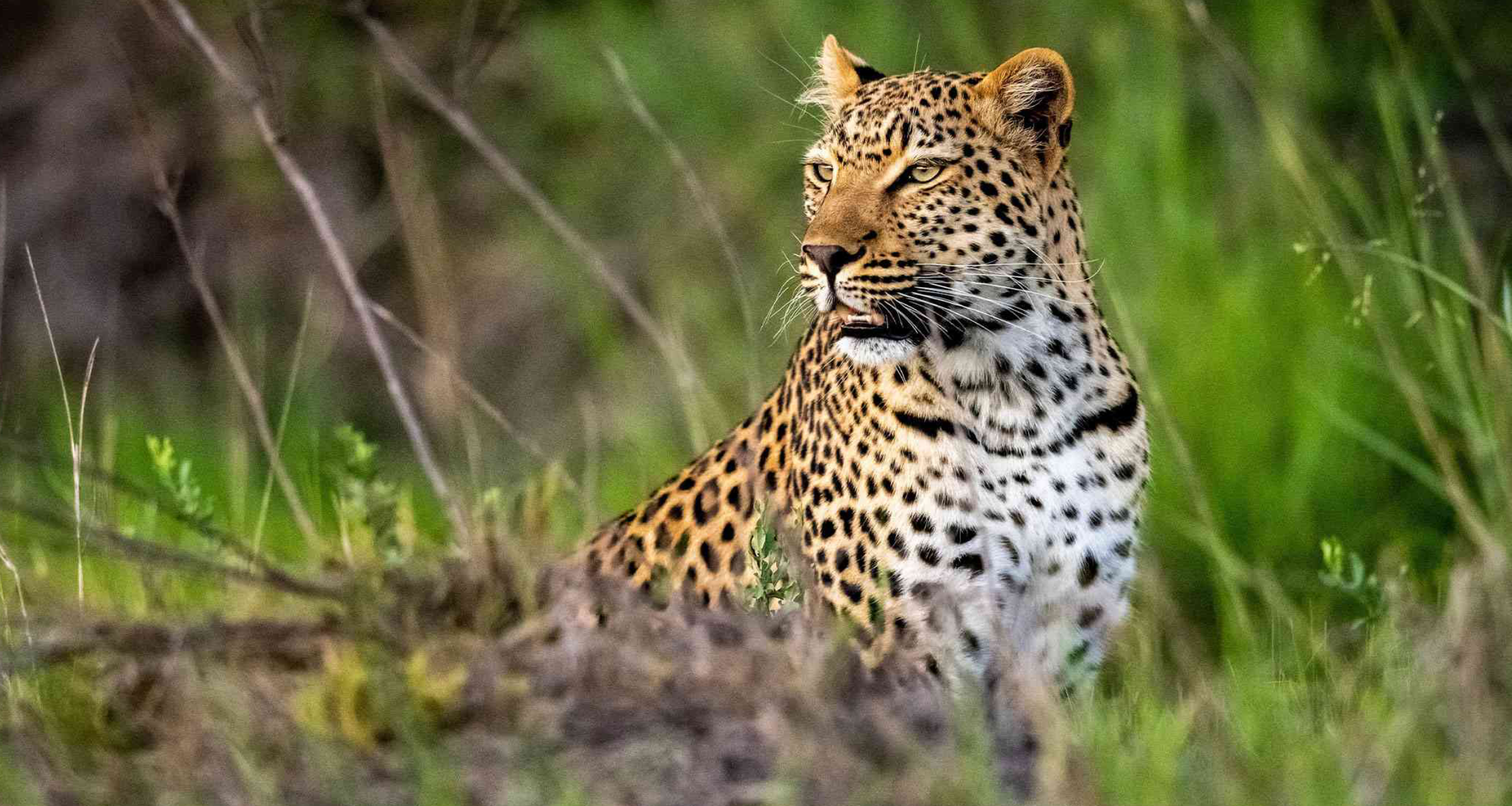 East Africa Safari Experience Wildlife Photography