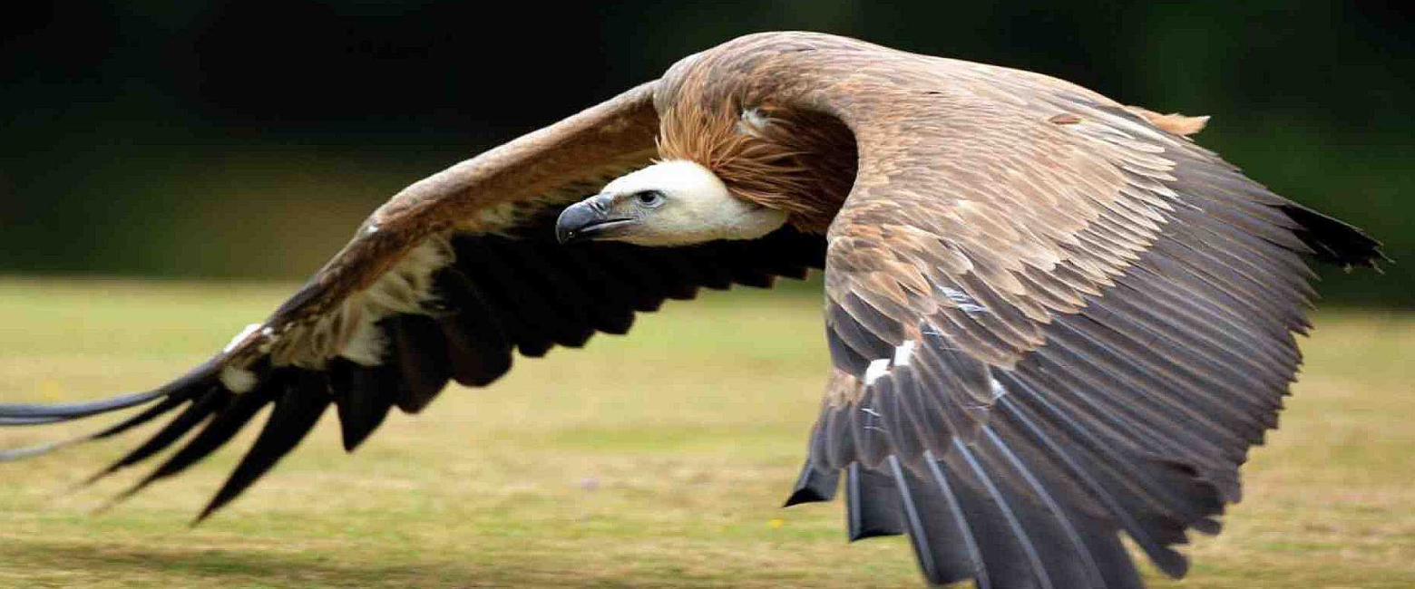 Queen Elizabeth National Park Birding 