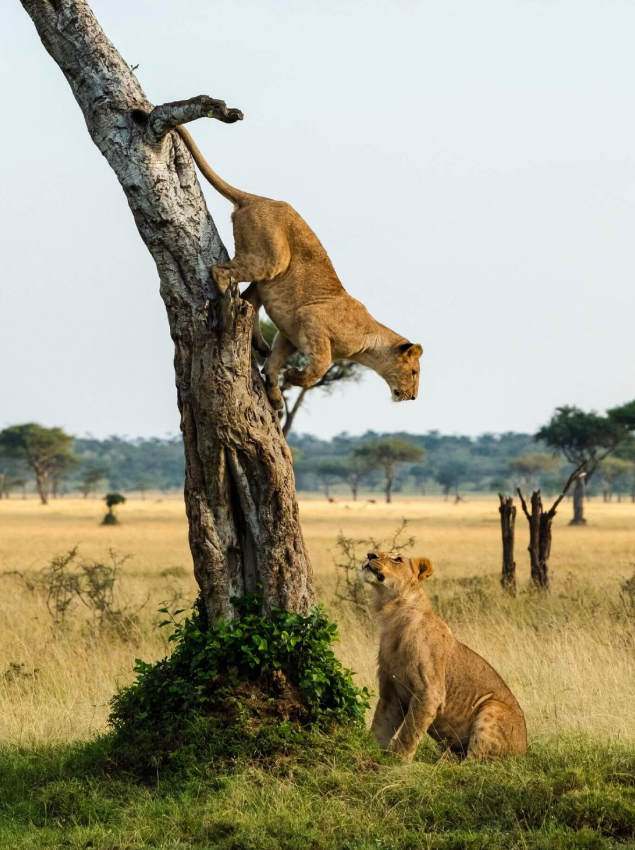 Queen Elizabeth National Park Dry Season