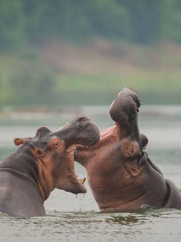 Queen Elizabeth National Park Wet Season