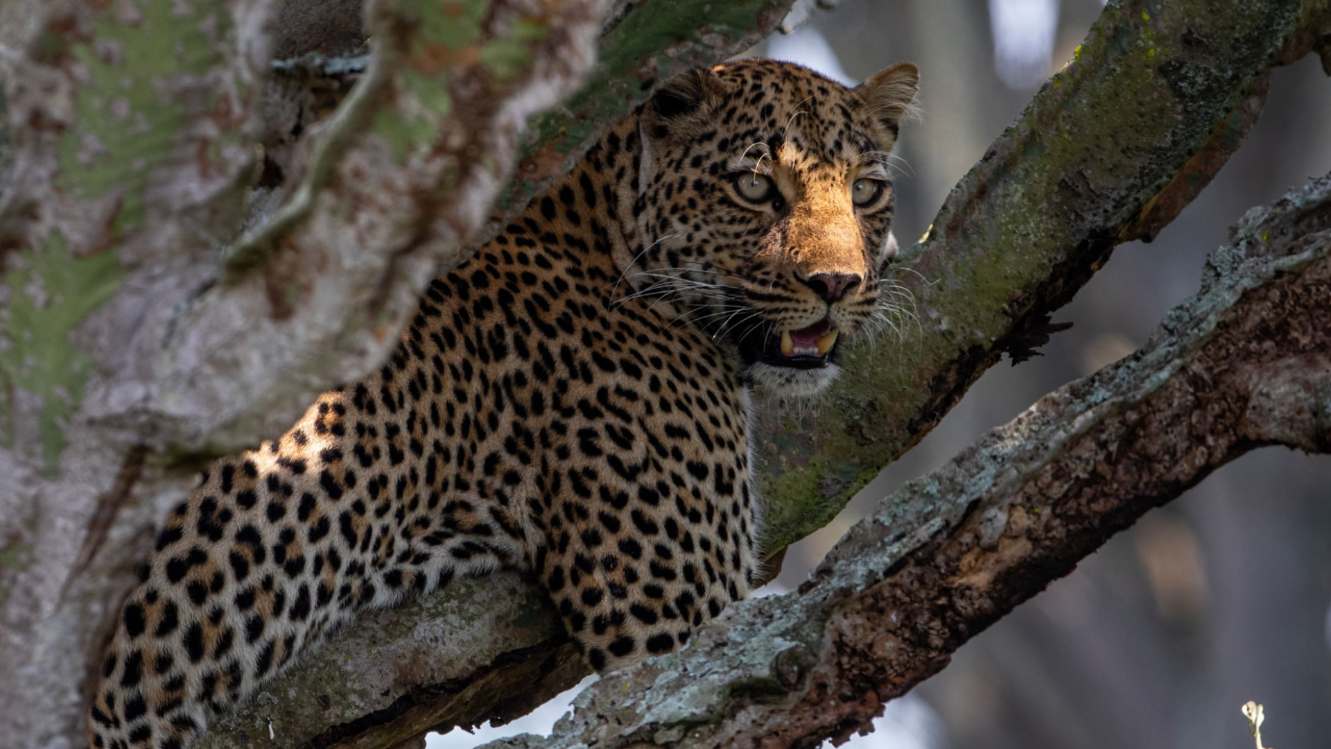 Queen Elizabeth National Park Attractions