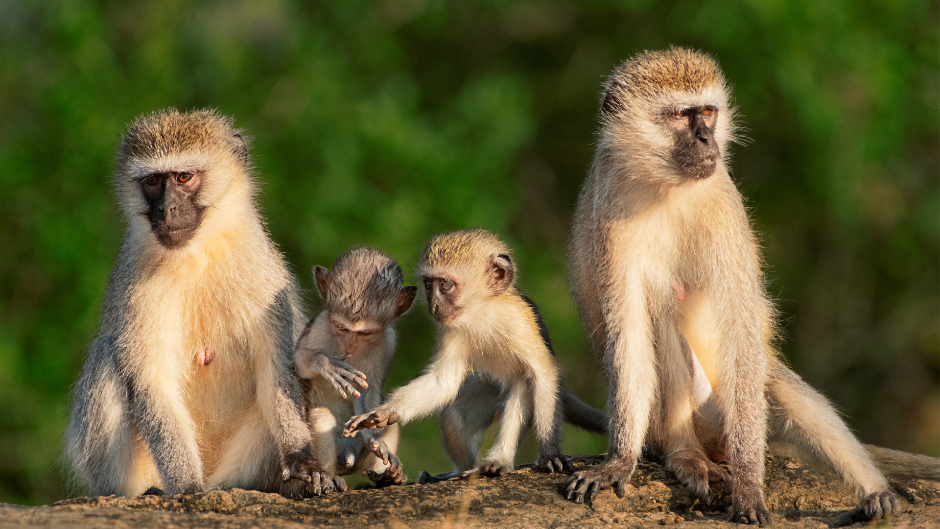 Queen Elizabeth National Park Attractions