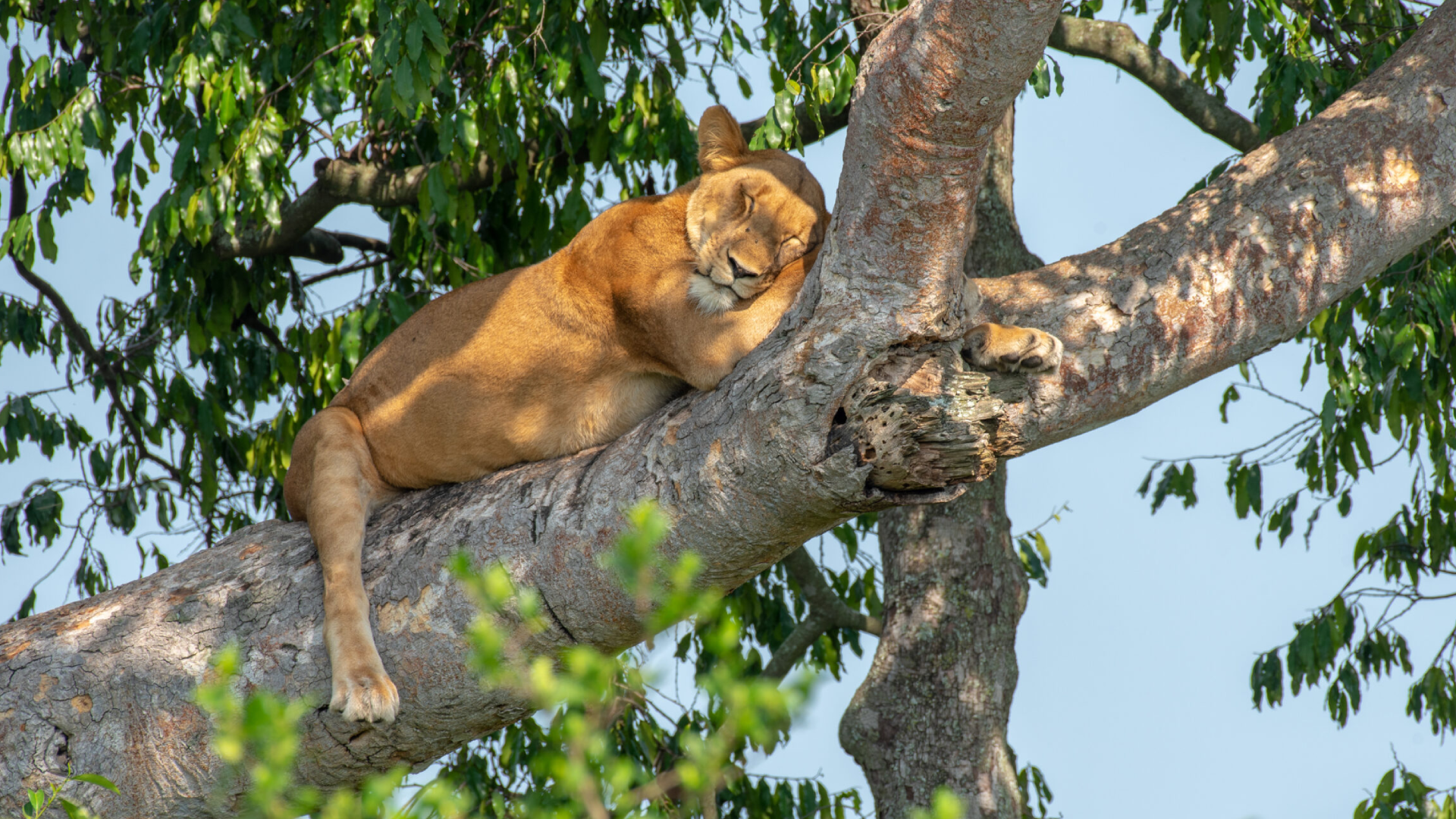 Queen Elizabeth National Park Attractions