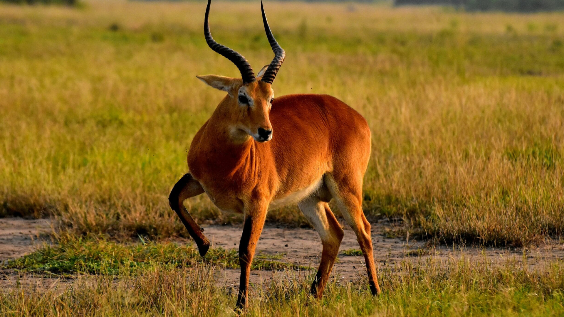 Queen Elizabeth National Park Attractions