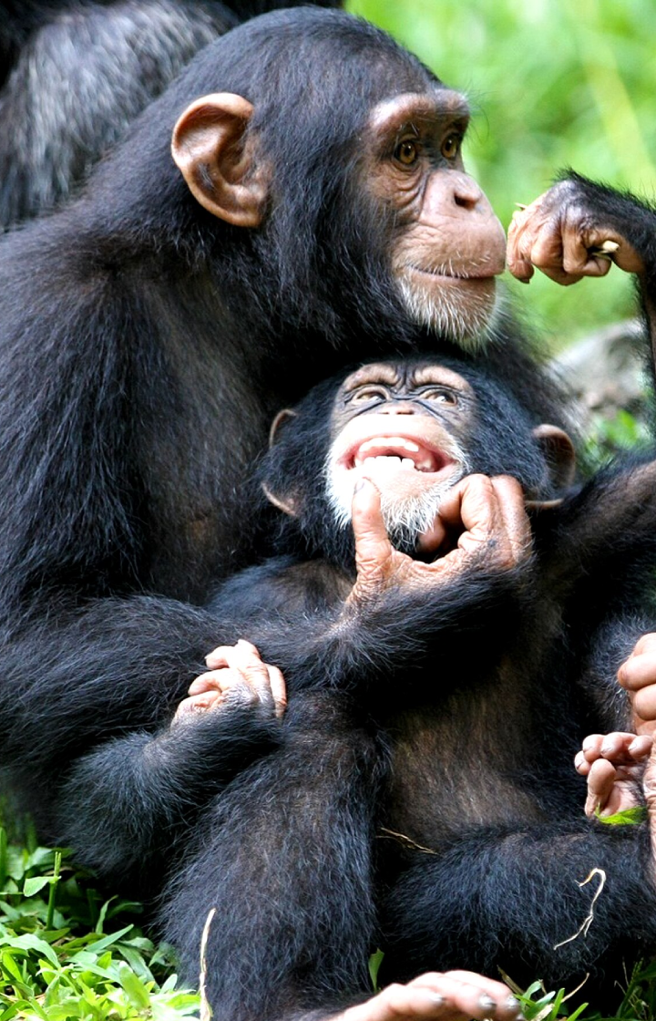 Queen Elizabeth National Park Chimpanzee Tracking