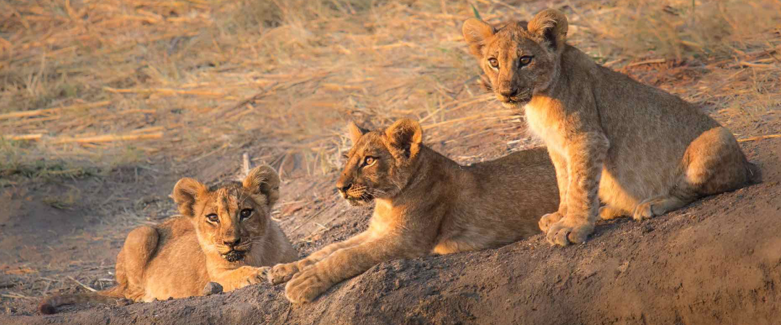 Ruaha National Park Big Five