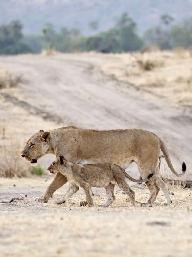 Dry Season in Ruaha National Park