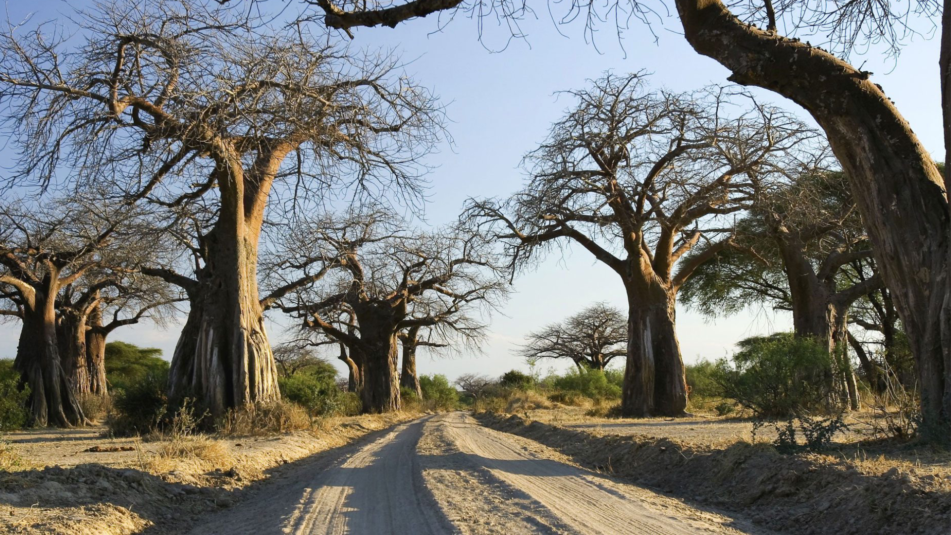 Ruaha National Park Baobab Tree