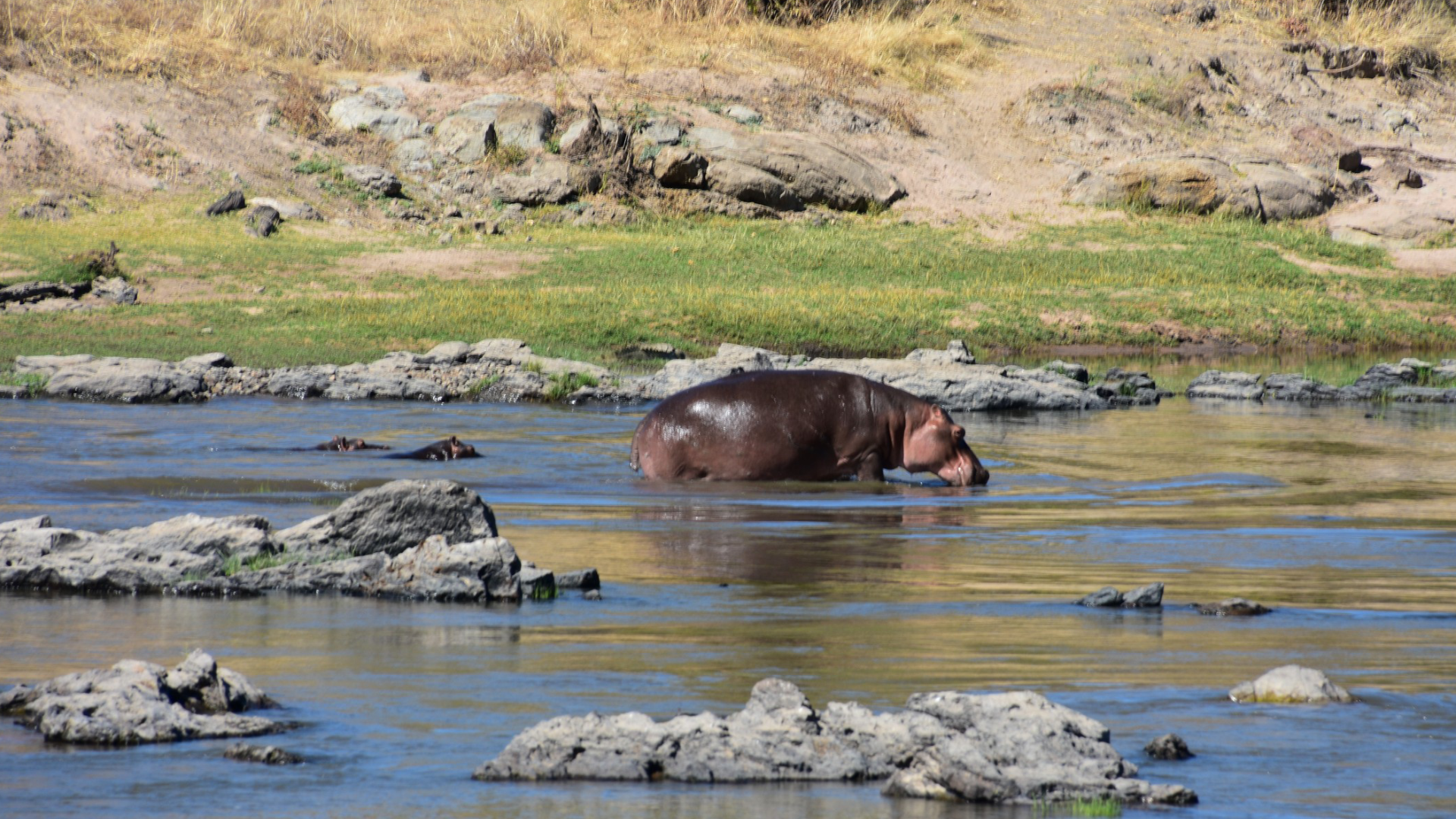 Ruaha National Park Hippos