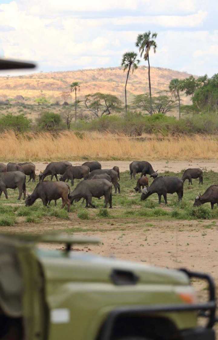 Ruaha National Park Game Drives