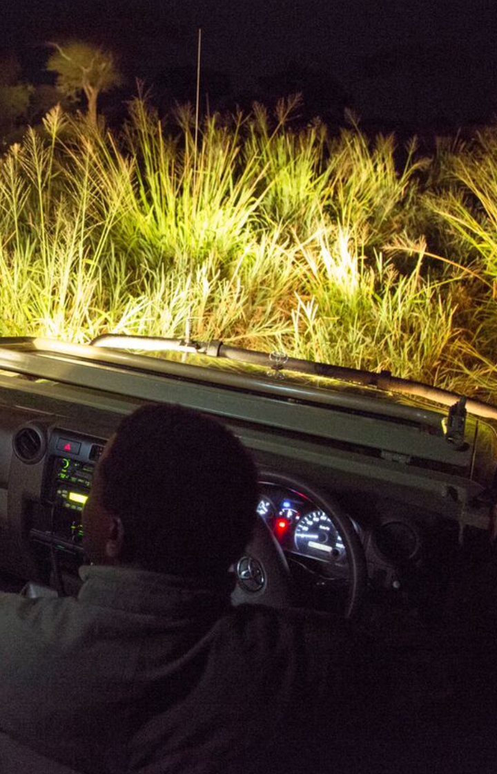Ruaha National Park Night Drives