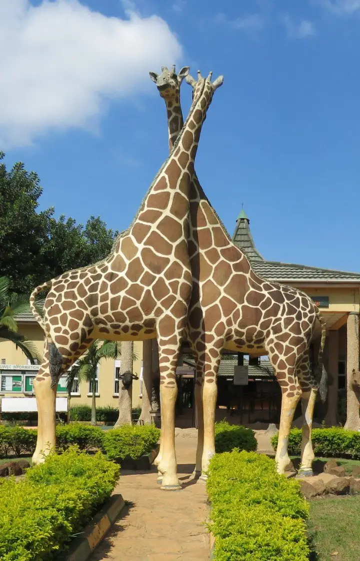 Rwanda Destinations Wildlife