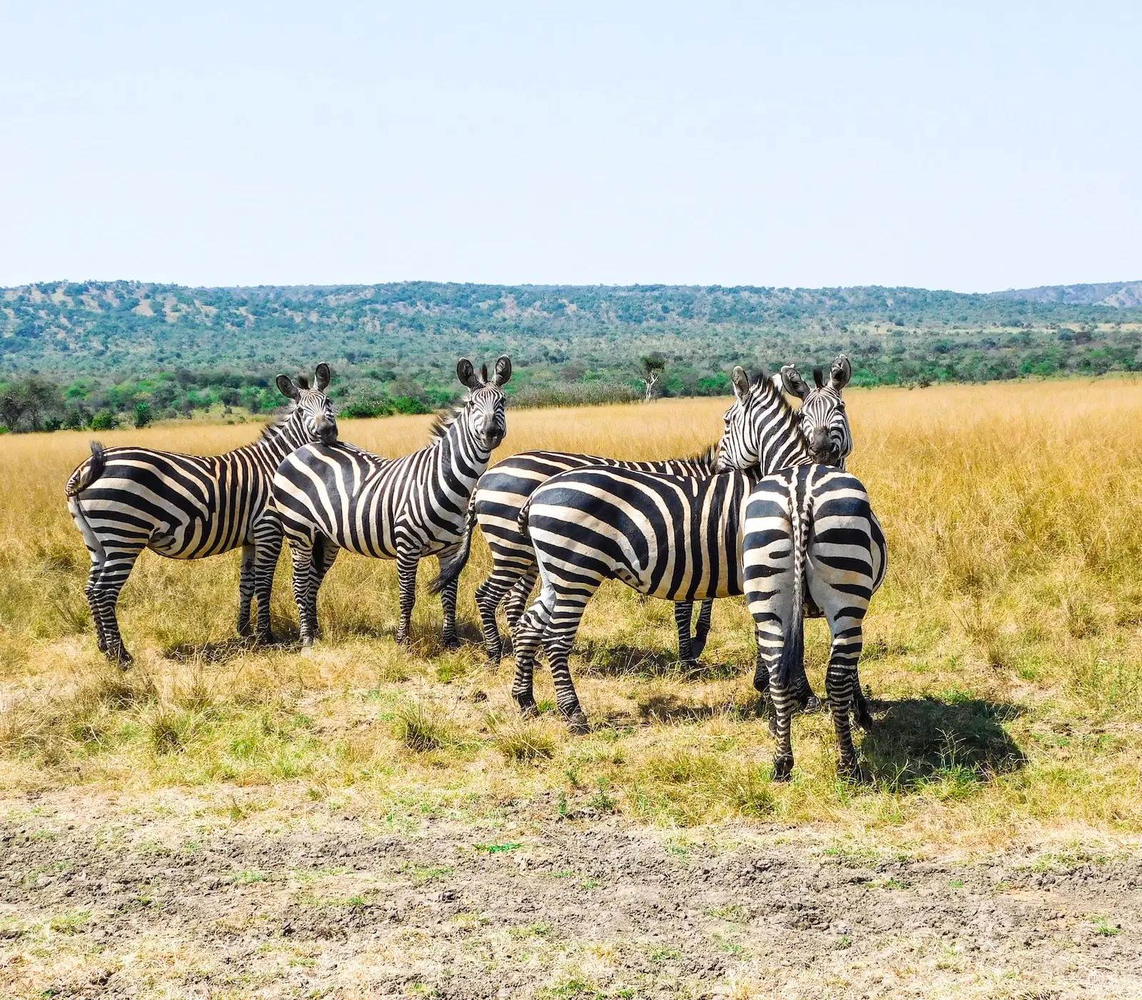 Rwanda Destinations Zebra