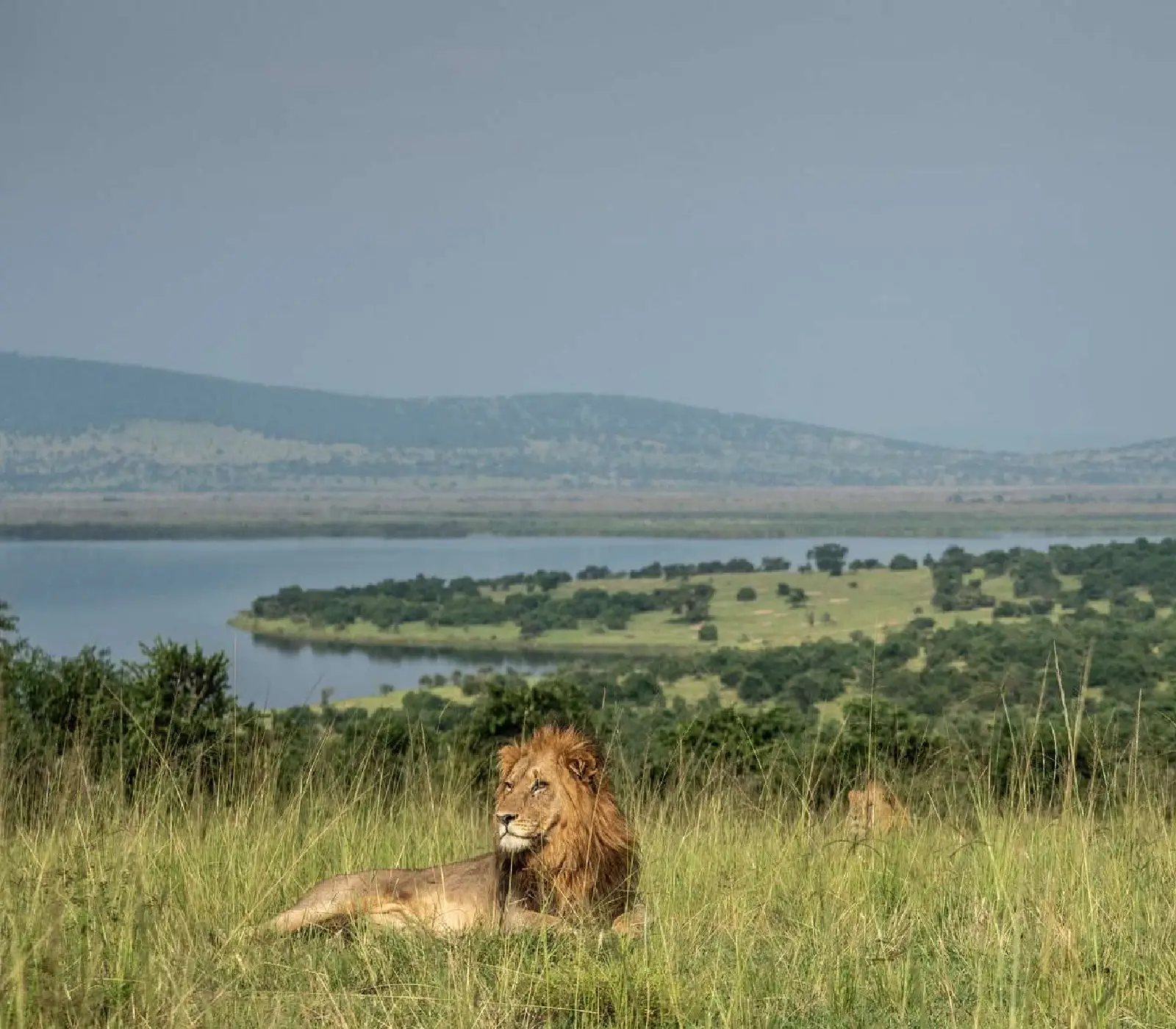 Rwanda Destinations Lion