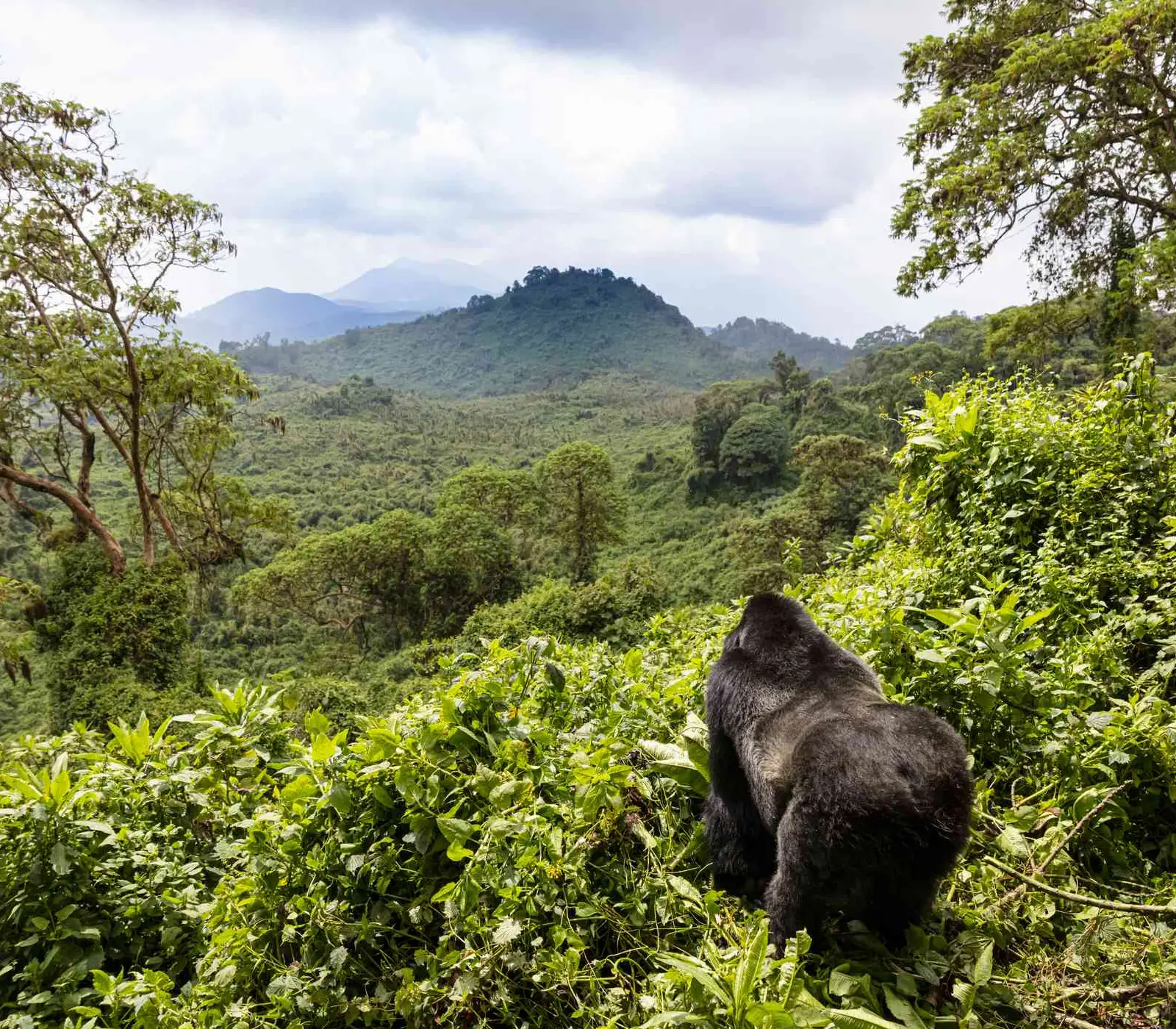 Rwanda Destinations Gorilla