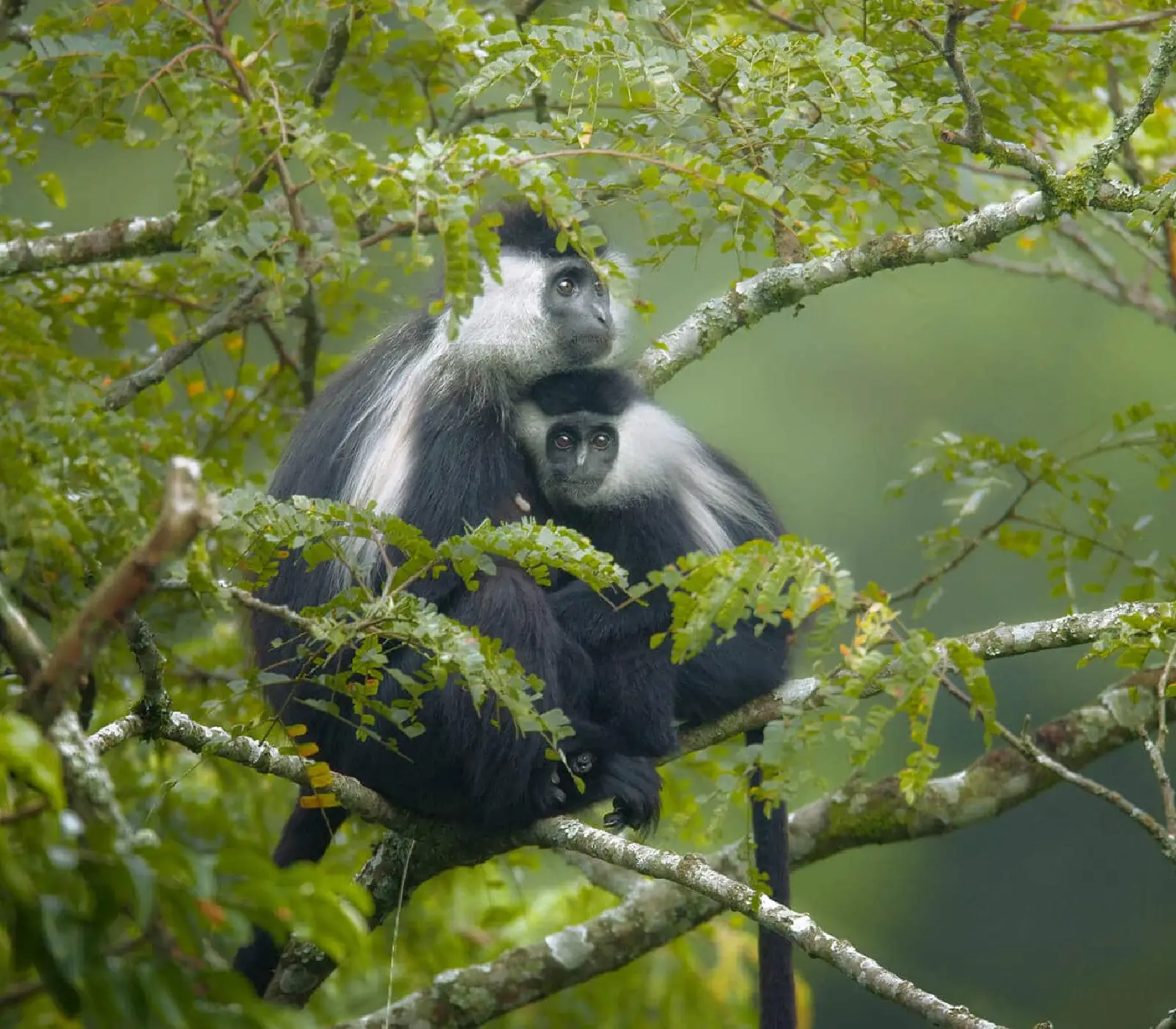 Rwanda Destinations Monkey