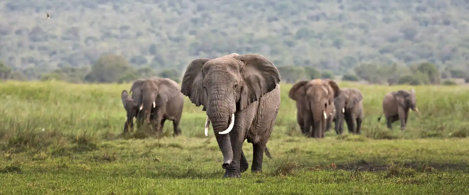 Rwanda Safari Cost Wildlife