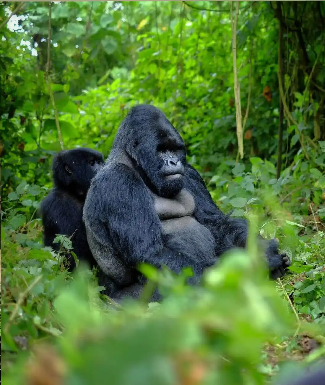 Masai Mara National Reserve