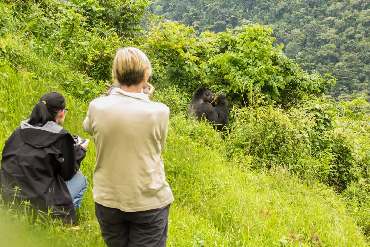 Rwanda Safari Faqs