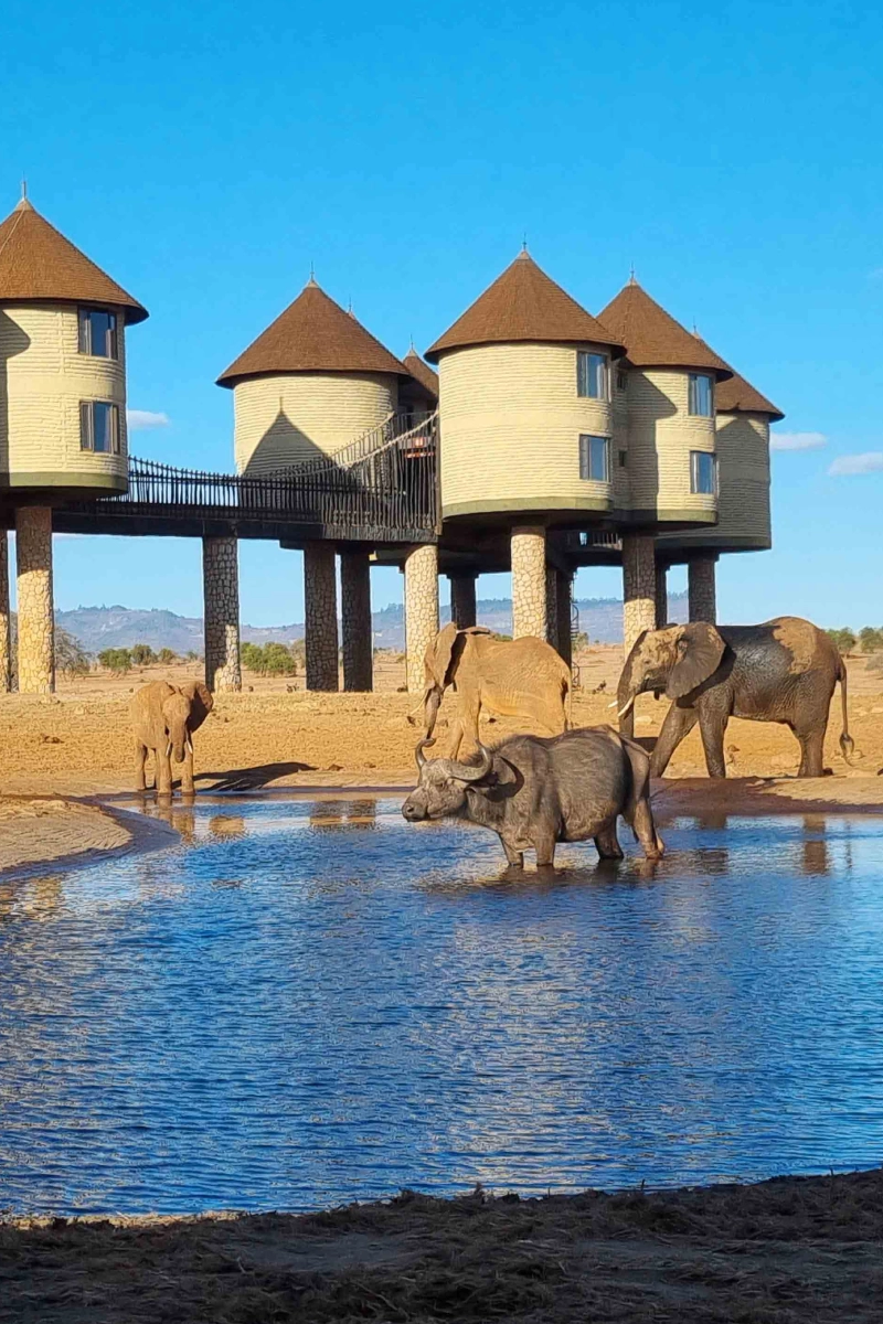 Salt lick Safari Lodge
