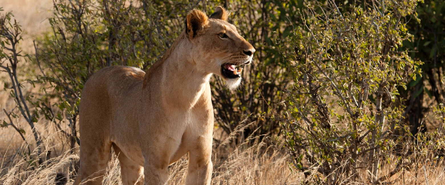 Samburu Game Reserve Wildlife