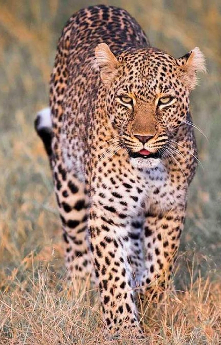 Samburu Game Reserve Photography Safaris