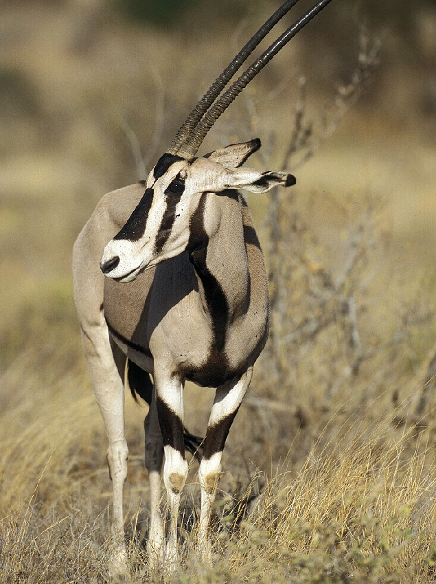 Samburu Game Reserve Beisa Oryx