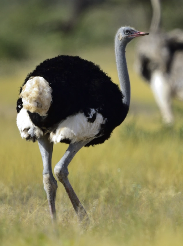 Samburu Game Reserve Somali Ostrich