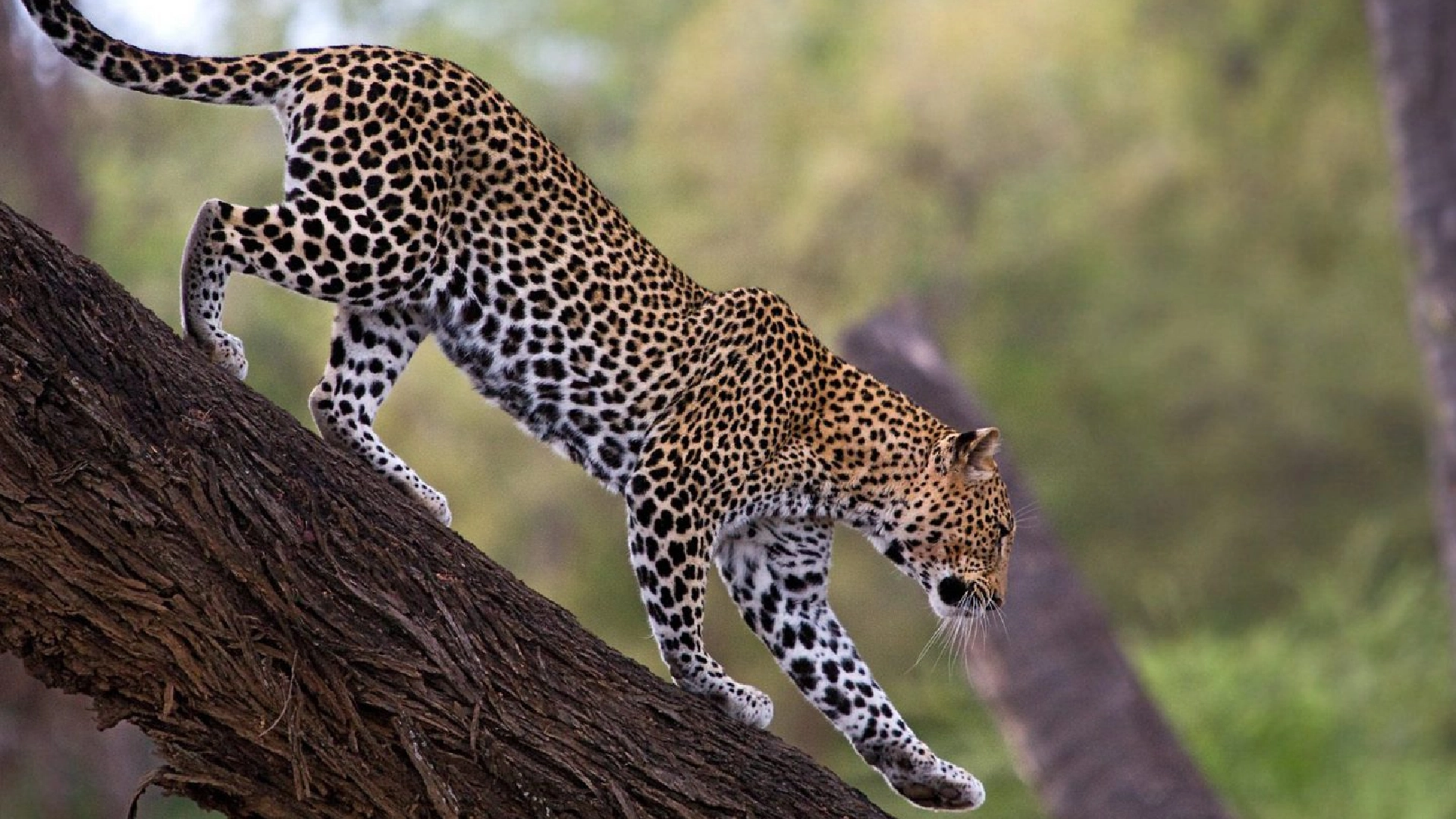 Samburu Game Reserve Attractions
