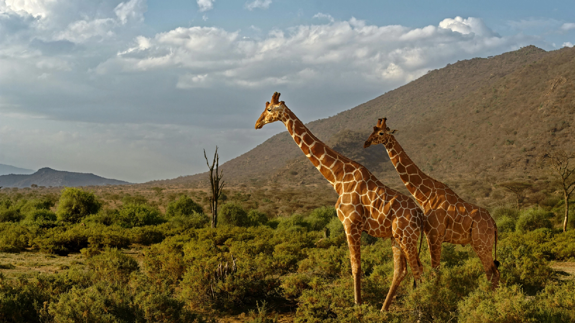 Samburu Game Reserve Attractions