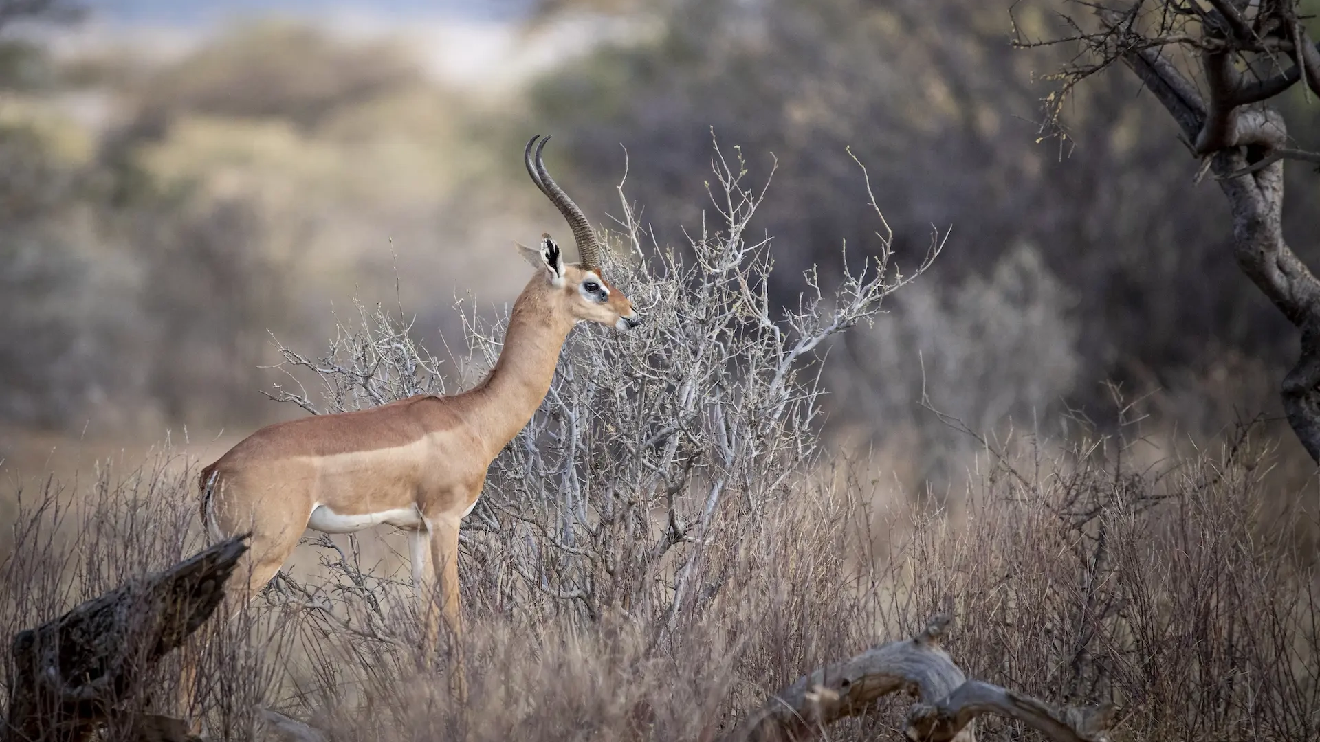 Samburu Game Reserve Reticulated Attractions