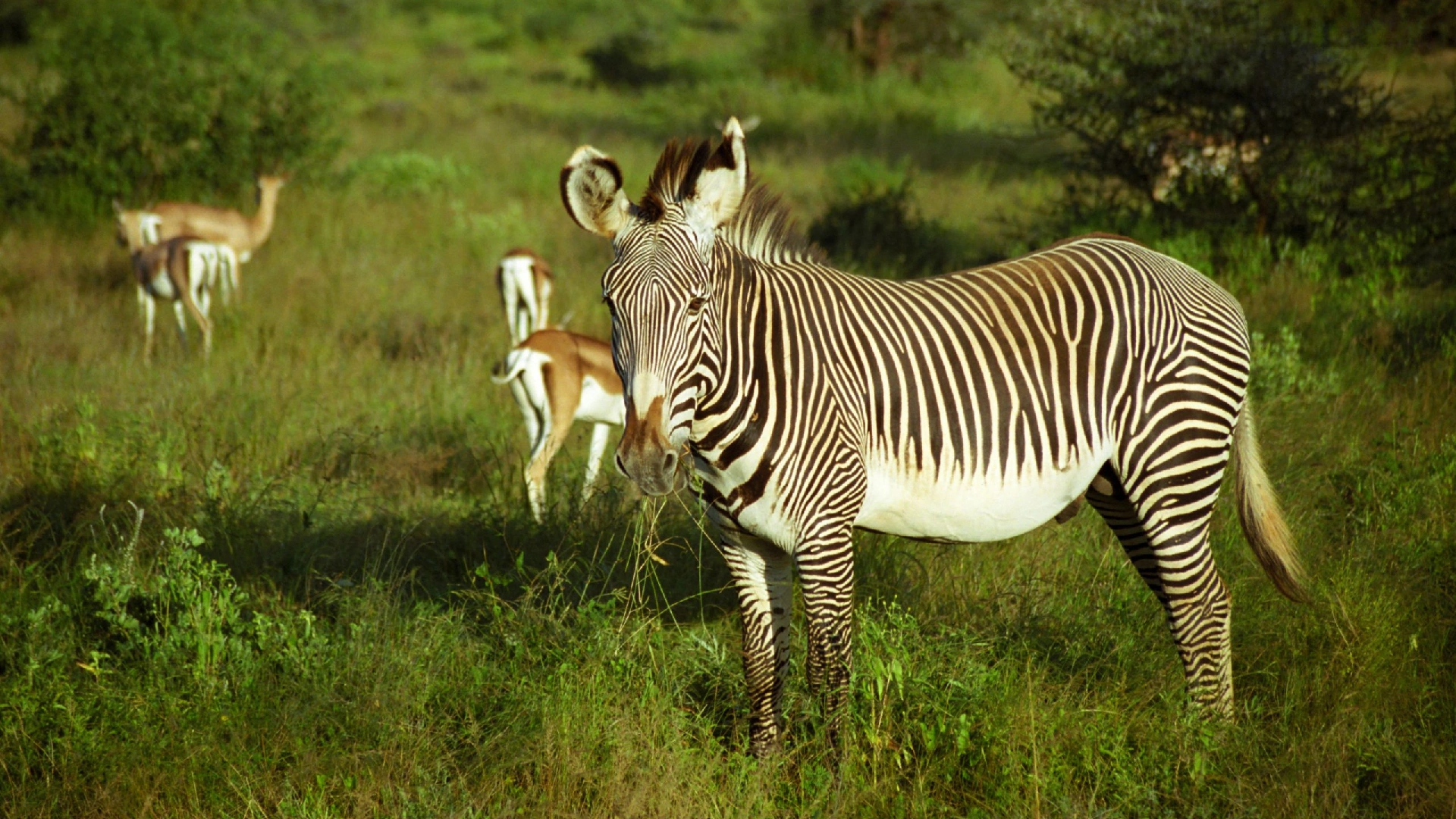 Samburu Game Reserve Attractions