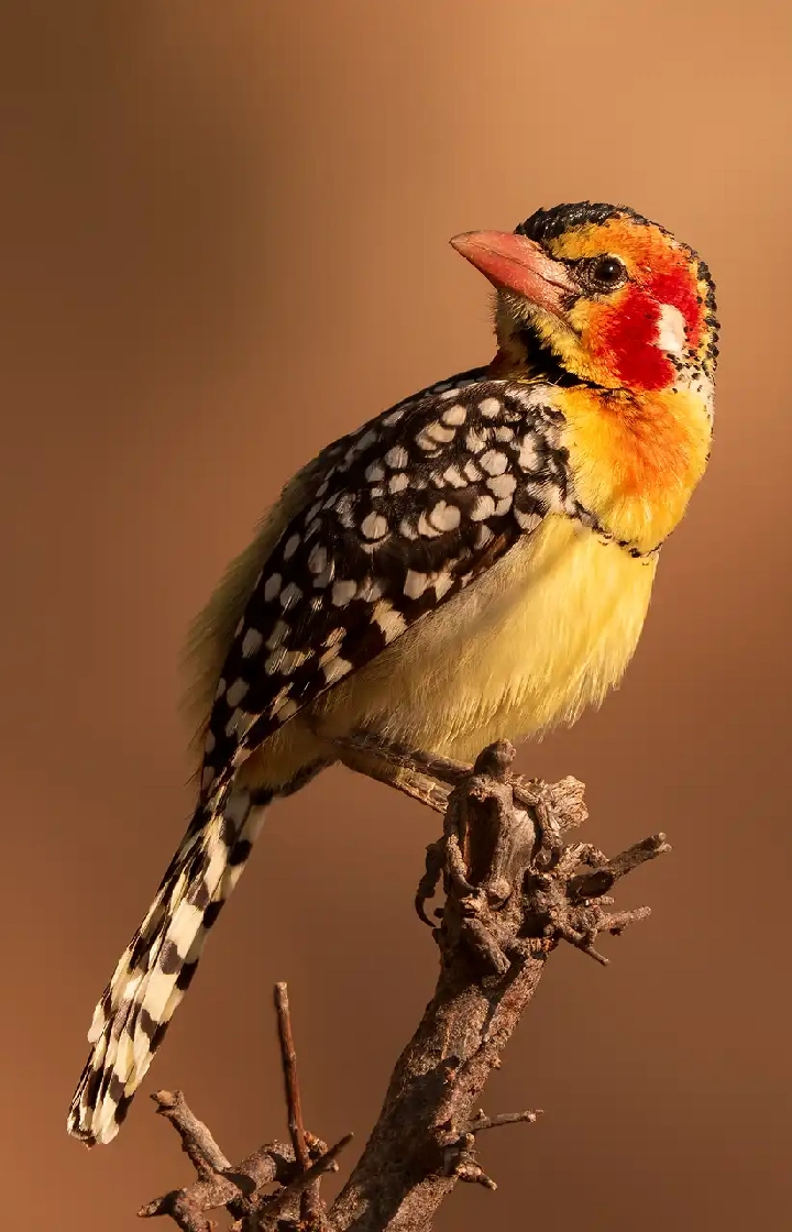 Samburu Game Reserve Birdwatching