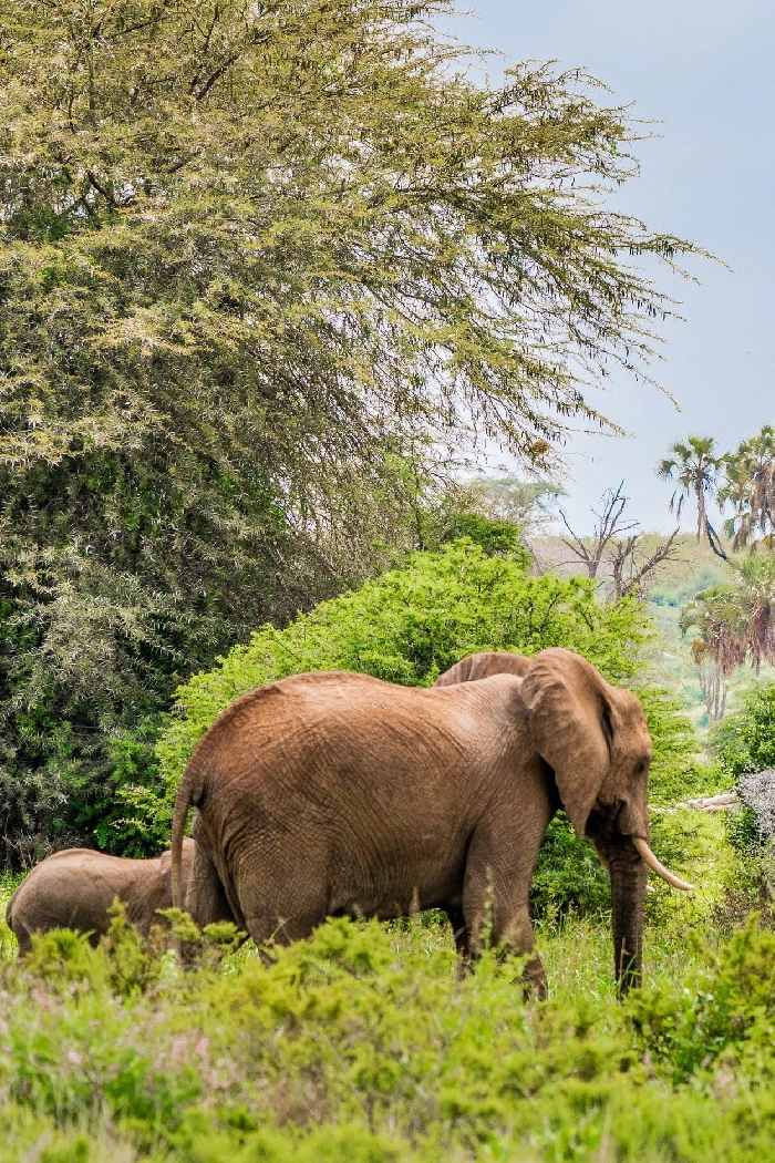 Kenya Destinations Samburu Game Reserve