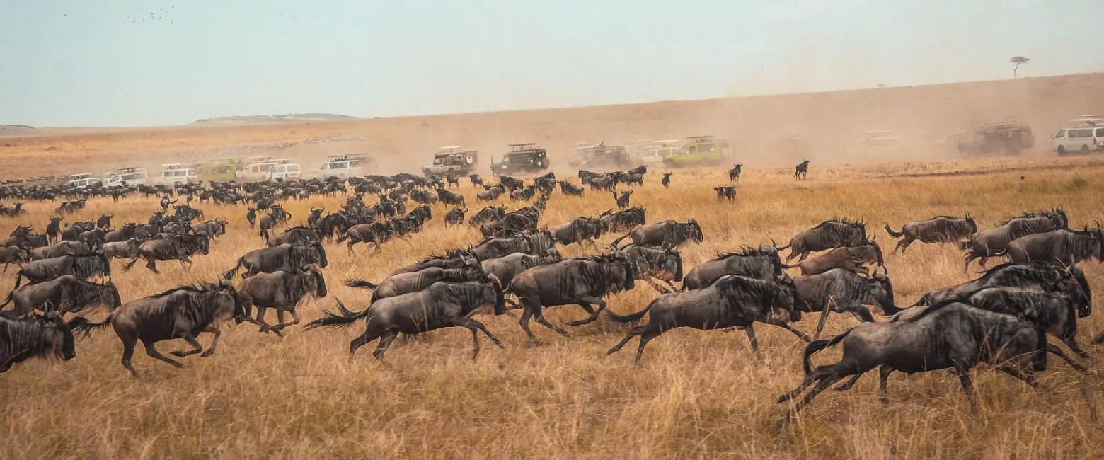 Serengeti National Park Migration