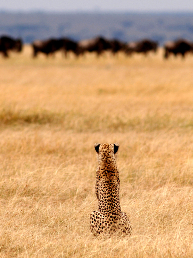 Dry Season in Serengeti National Park
