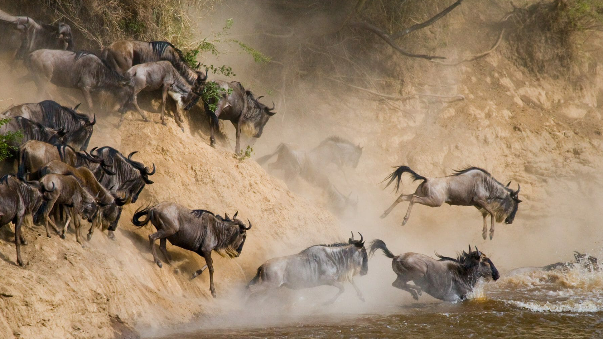 Wildebeest Migration