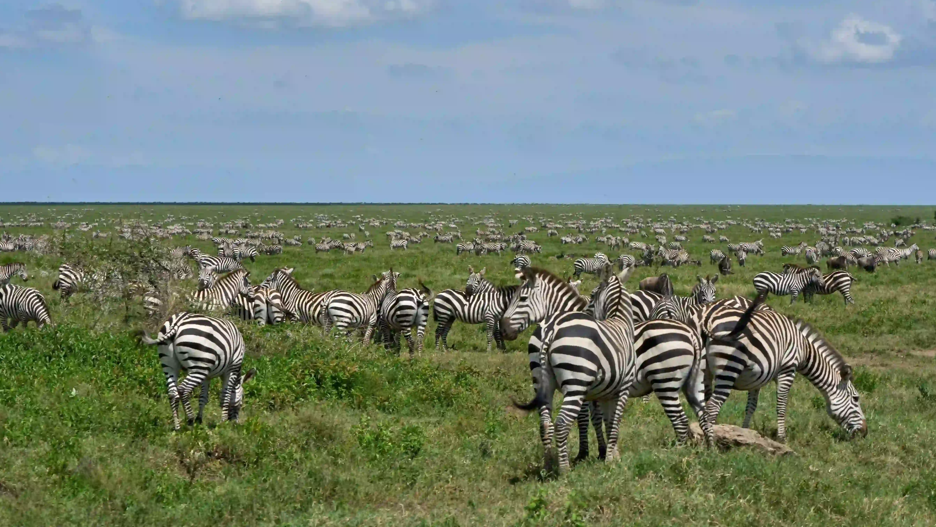 Serengeti National Park Wildlife
