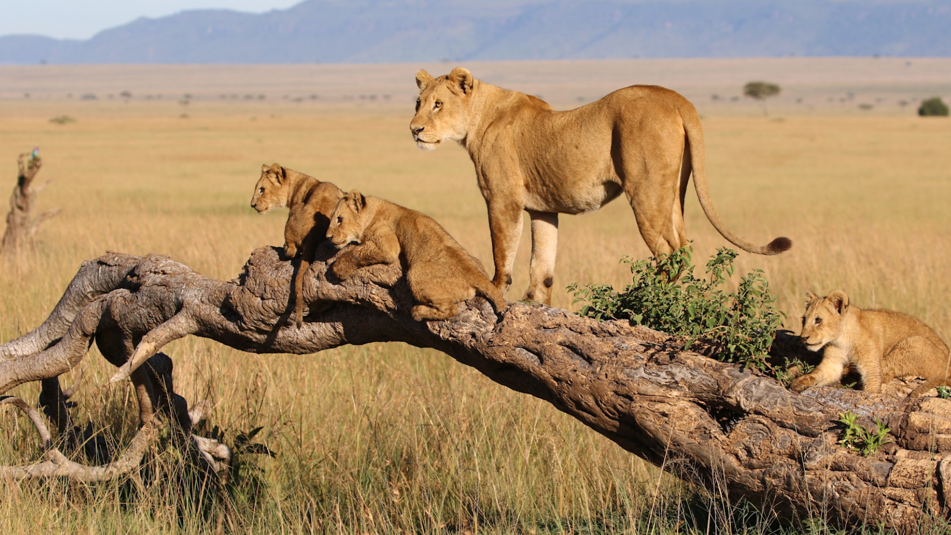 Serengeti National Park Big Five
