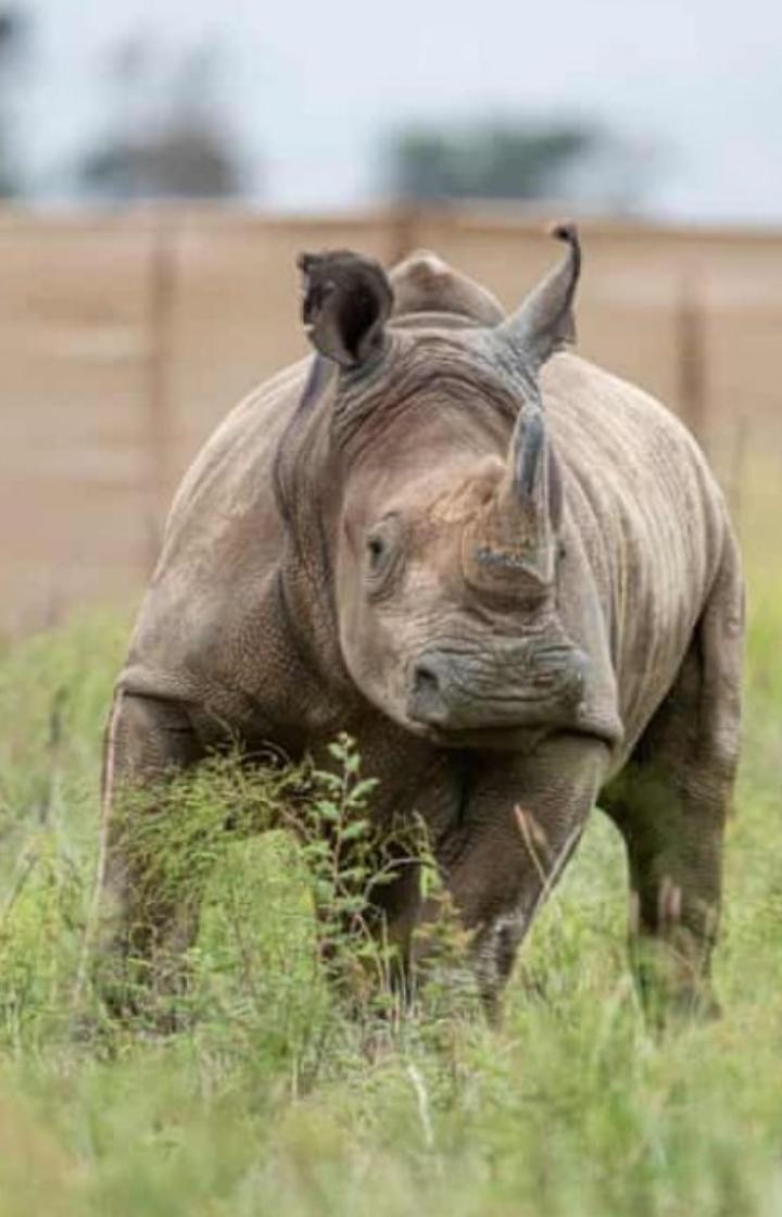 Serengeti National Park Rhino Tracking Safari