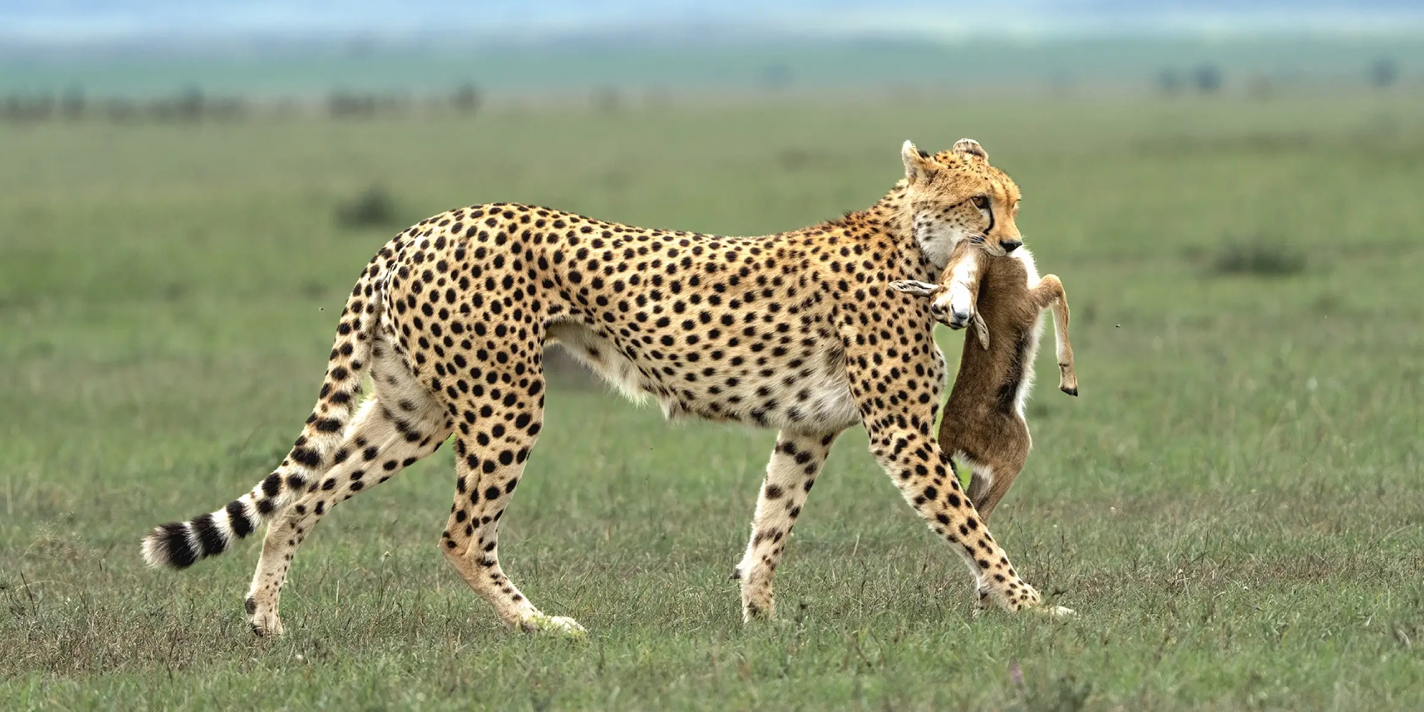 Serengeti National Park