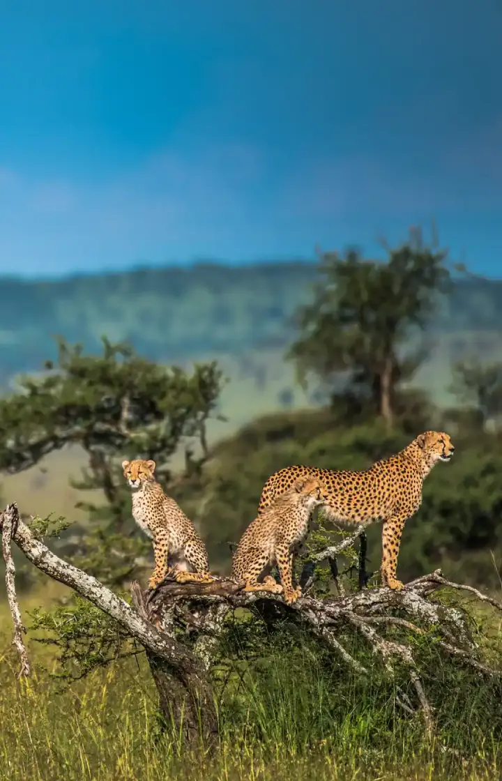 Serengeti National Park Day Trip