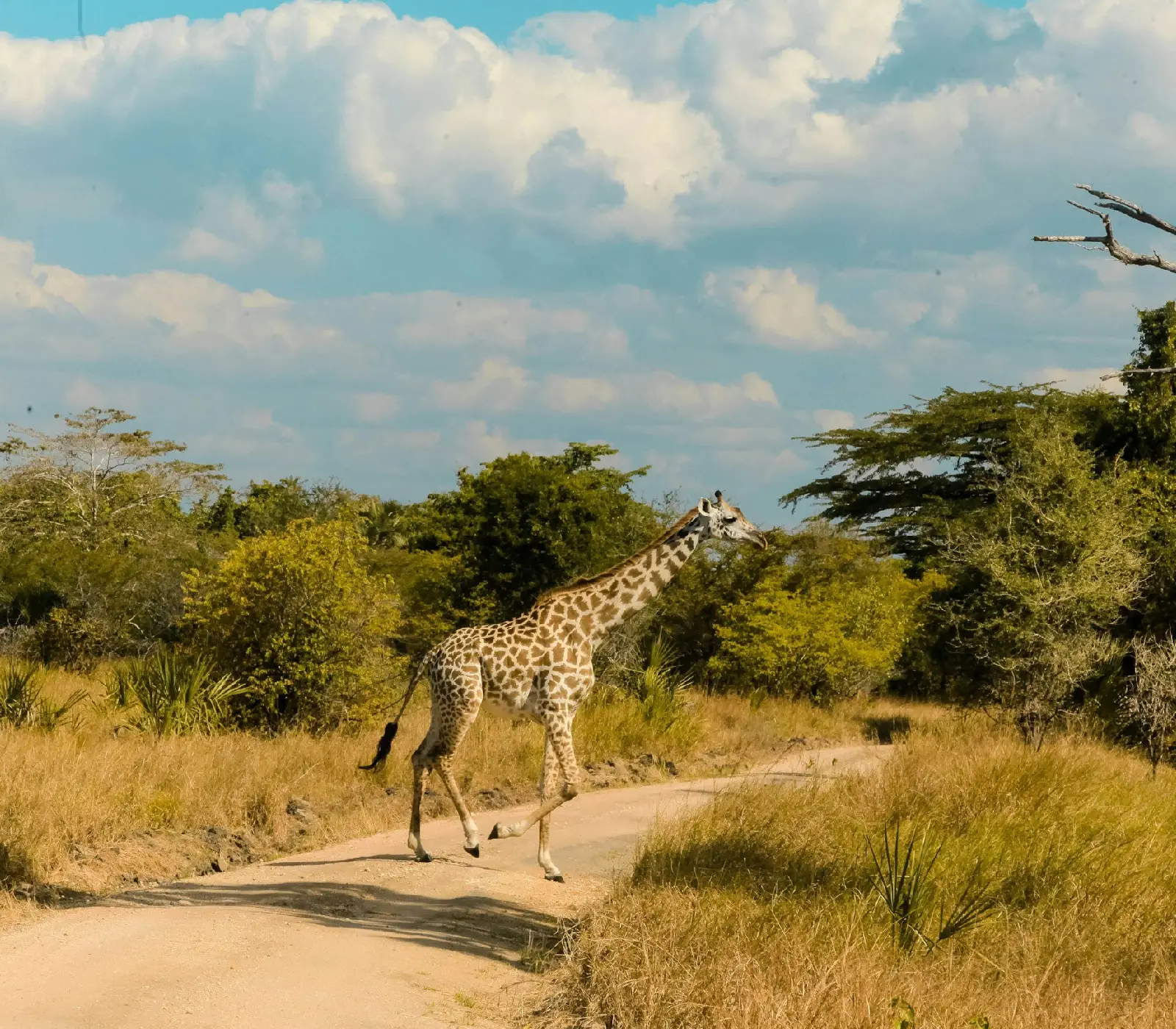 Serengeti National Park Day Trip Attraction